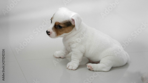 jack russell Terrier Puppy, cute puppy, jack russell cute dog