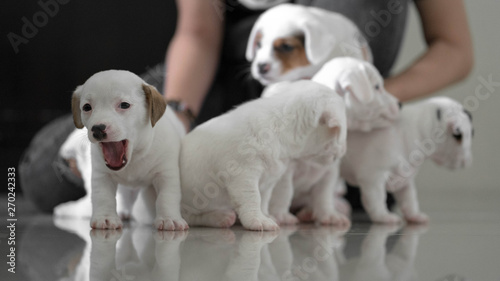 jack russell Terrier Puppy, cute puppy, jack russell cute dog