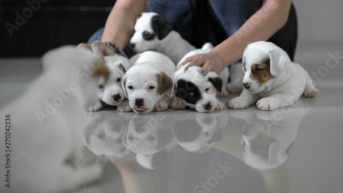 jack russell Terrier Puppy, cute puppy, jack russell cute dog