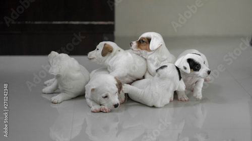 jack russell Terrier Puppy, cute puppy, jack russell cute dog