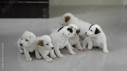 jack russell Terrier Puppy, cute puppy, jack russell cute dog