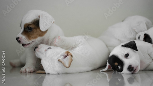 Jack Russell Terrier puppies, Cute puppies, Sleepy Dog , Jack Russell Sleeping reflection