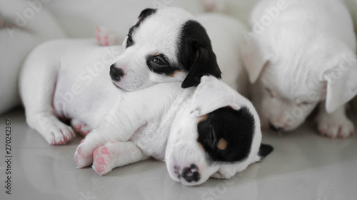 Jack Russell Terrier puppies, Cute puppies, Sleepy Dog , Jack Russell Sleeping reflection