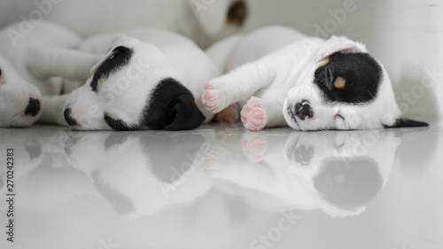 Jack Russell Terrier puppies, Cute puppies, Sleepy Dog , Jack Russell Sleeping reflection