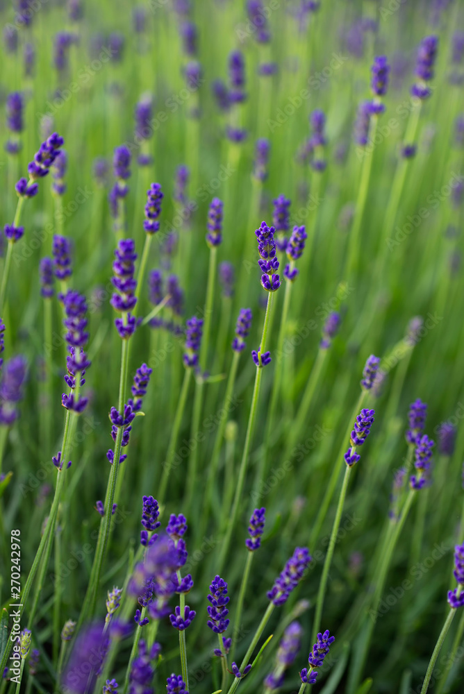 Naklejka premium Lavender plant in the home garden.