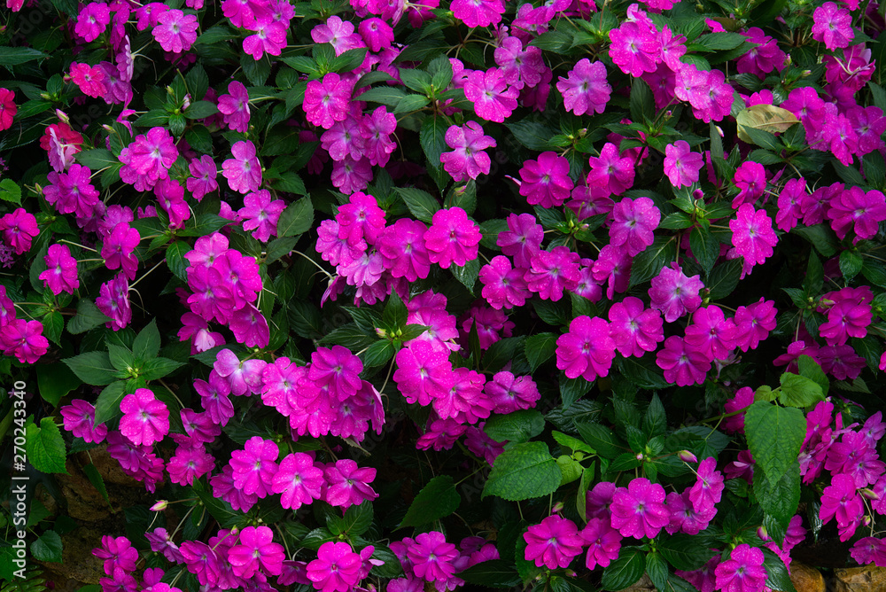 Flowers in the garden. Impatiens New Guinea. Flowers in the garden. Impatiens New Guinea.