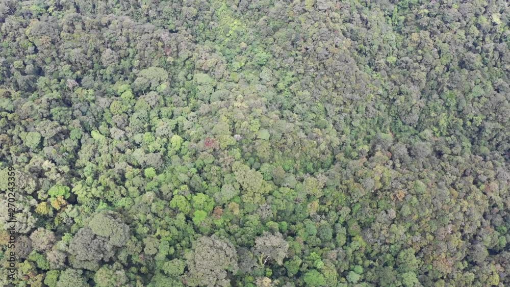 Rainforest. Forest in Malaysia Rainforest. Forest in Malaysia
