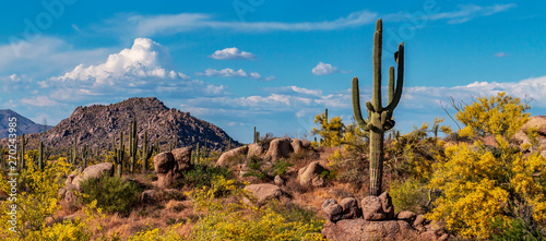 Valokuva Classic Arizona Desert Landscape In The Spring