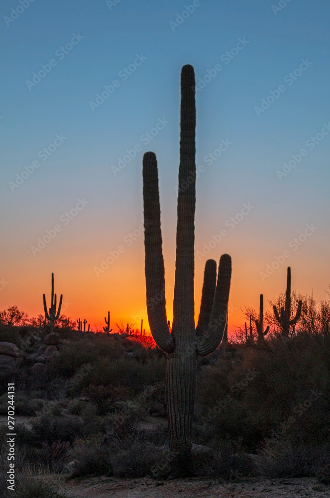 Sagauro Cactus At Sunrise in the Arizona Desert