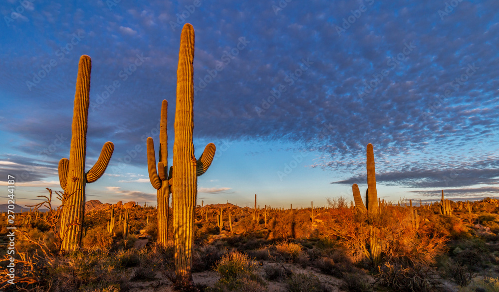 Stand Of Cactus In The Arizona Desert At Sunset 
