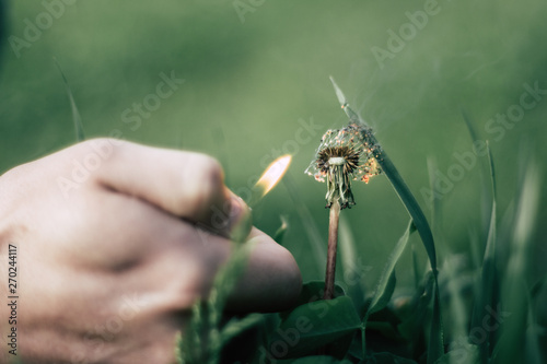 Dandelion is burning from the fire of the lighter