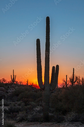 Sagauro Cactus At Sunrise in the Arizona Desert © Ray Redstone
