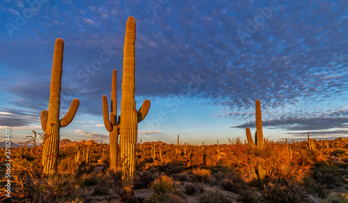 Stand Of Cactus In The Arizona Desert At Sunset © Ray Redstone