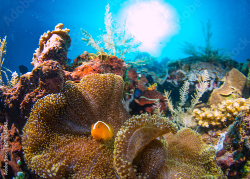 A beautiful clown fish on t...