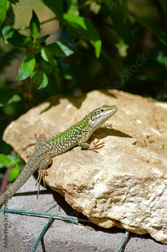 Close-up of an Italian Wall Lizard, Podarcis Siculus, Animal, Nature