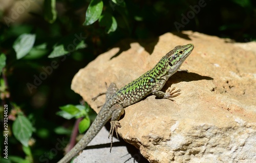 Close-up of an Italian Wall Lizard, Podarcis Siculus, Animal, Nature