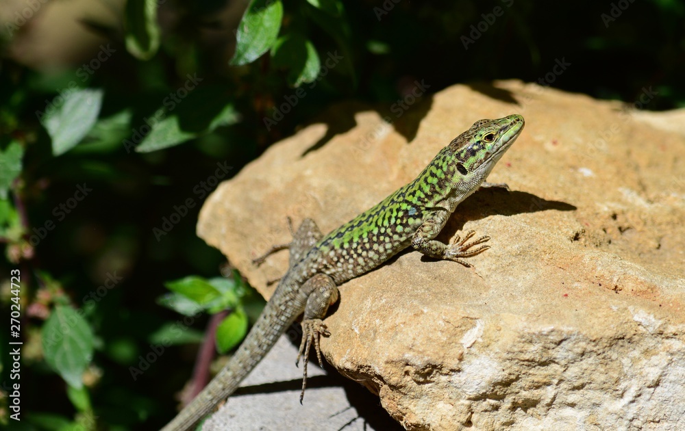 Close-up of an Italian Wall Lizard, Podarcis Siculus, Animal, Nature Close-up of an Italian Wall Lizard, Podarcis Siculus, Animal, Nature