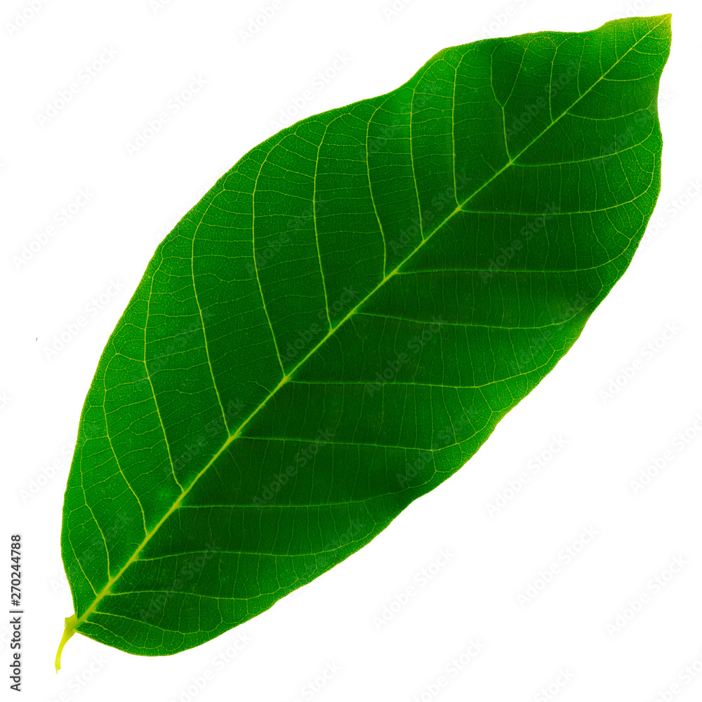 one green leaf of a walnut isolated on a white background, the upper side of the leaf one green leaf of a walnut isolated on a white background, the upper side of the leaf
