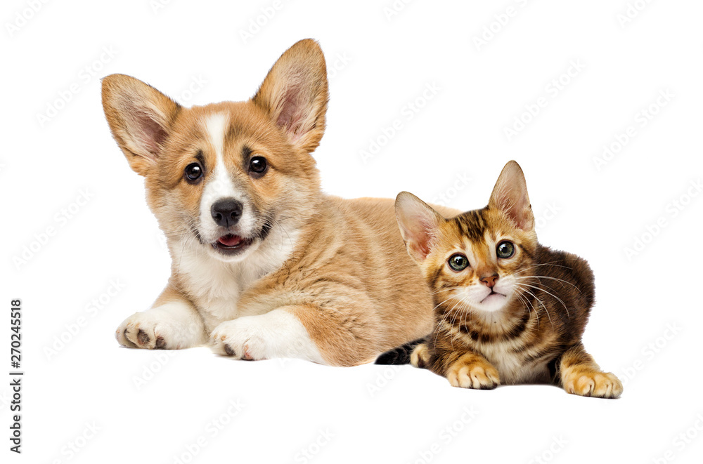 puppy and kitten watching together