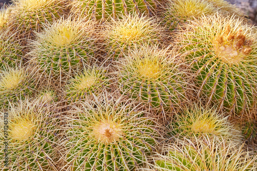 Echinacactus grusonii, succulent plants with thorns texture background