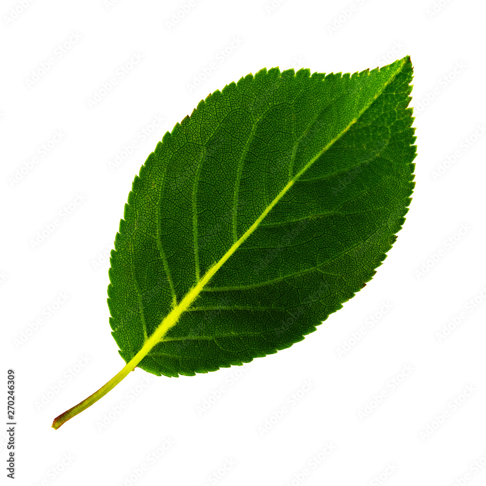 Fototapeta premium one green leaf of cherry plum isolated on white background, bottom side of leaf