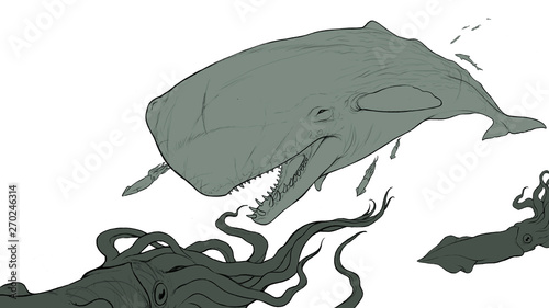  Big sperm whale realistic illustration sketch flat isolate. A large sperm whale hunts a giant squid.