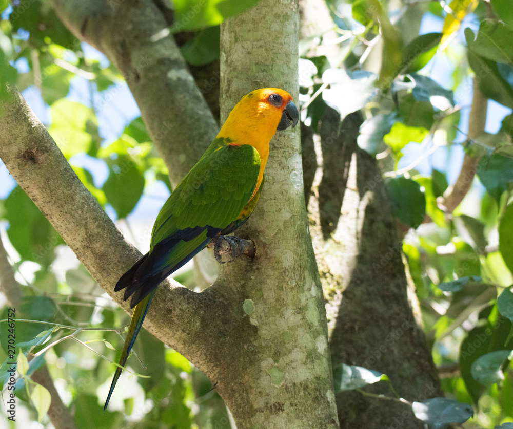 Colorful bird posing on branch Colorful bird posing on branch