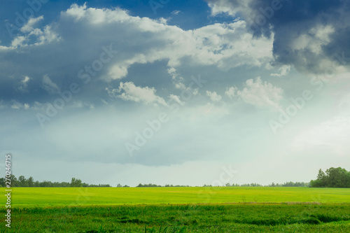 Landscape. Nature. Yellow and green grass. Blue sky. Gray clouds. Sunlight.