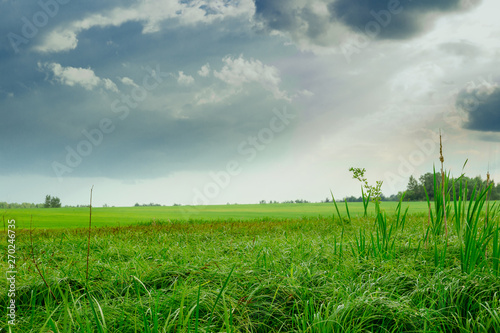 Landscape. Nature. Yellow and green grass. Blue sky. Gray clouds. Sunlight.