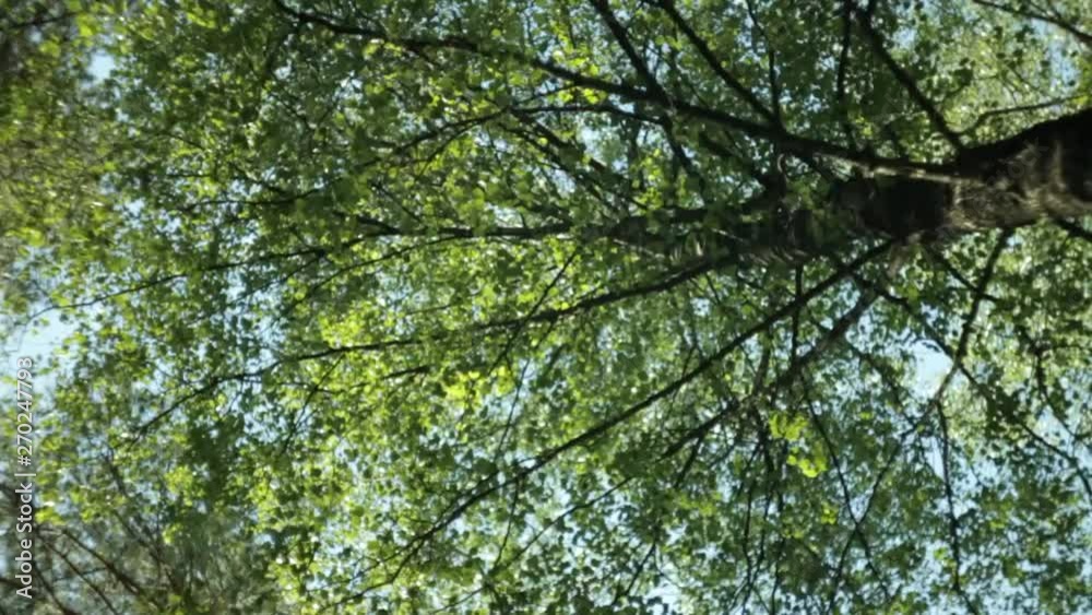 Rotation, background, trees in the blue sky Rotation, background, trees in the blue sky