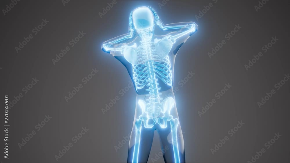 human skeleton radiography medical scan human skeleton radiography medical scan
