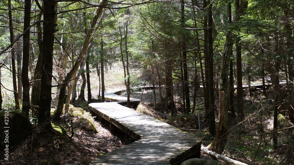 Forest mountain walk trekking Japan Nagano Forest mountain walk trekking Japan Nagano