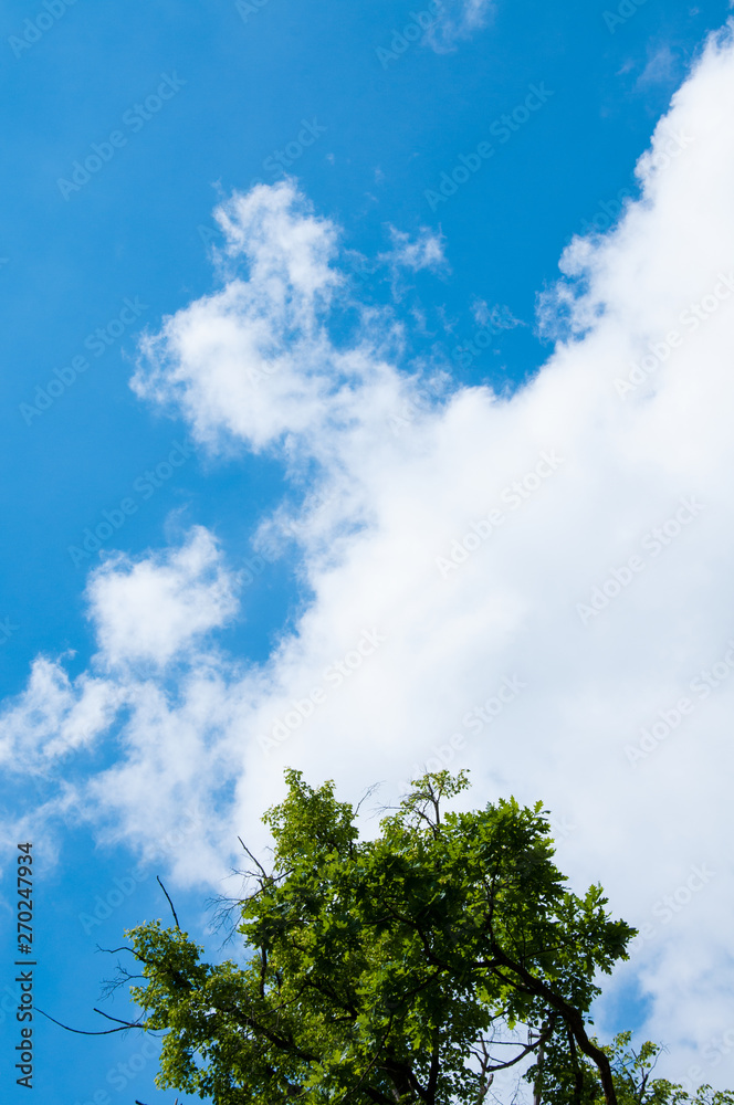 Obraz premium Blue sky with white clouds on a summer day. Green tree against the sky