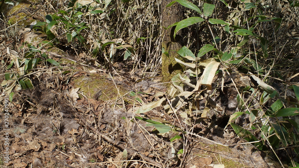 Mountain walk trekking animal trace Mountain walk trekking animal trace