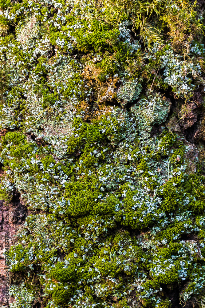 Green moss,illuminated by the rays of the spring sun.Natural texture,background and color of organic natural surface Green moss,illuminated by the rays of the spring sun.Natural texture,background and color of organic natural surface