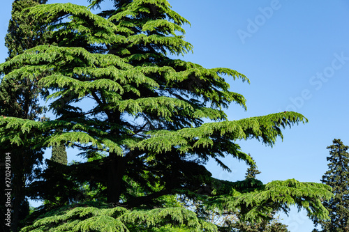Beautiful Himalayan Cedar (Cedrus Deodara, Deodar Cedar) growing on the Black Sea coast in city Tuapse. Bright fresh spring needles against blue cloudless sky. There is place for text photo