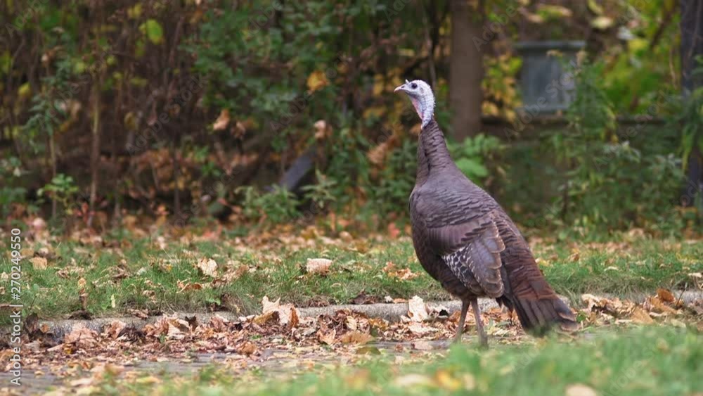 A wild turkey standing tall looking around in a park in Milwaukee, Wisconsin A wild turkey standing tall looking around in a park in Milwaukee, Wisconsin