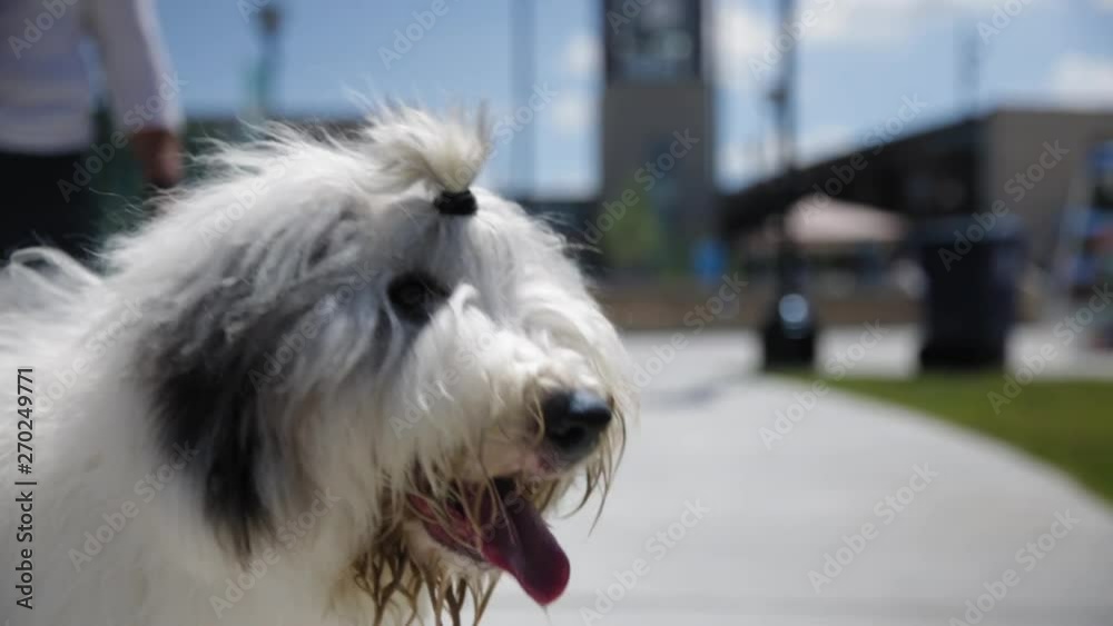 A grey and white old English sheep dog turns to the camera. Dog has hair in a ponytail A grey and white old English sheep dog turns to the camera. Dog has hair in a ponytail