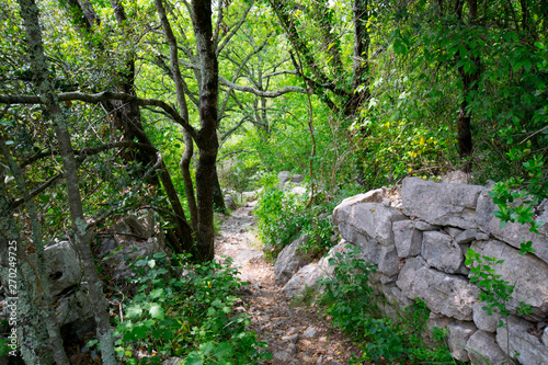 Waldweg im AUenwald bei Labeaume in der Ardeche