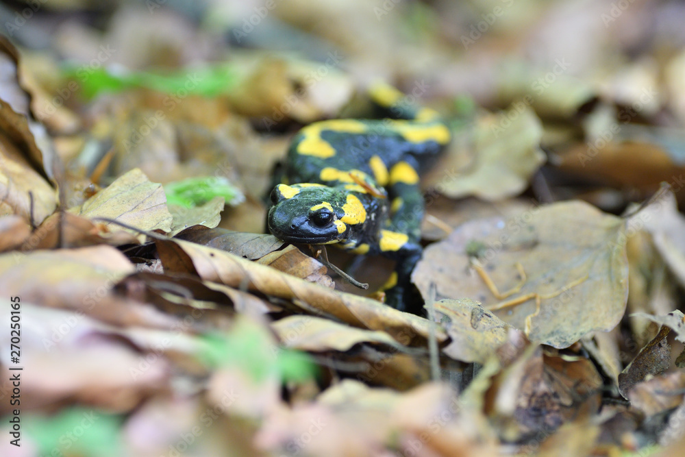 detail of head salamandra lizard on foliage in wood