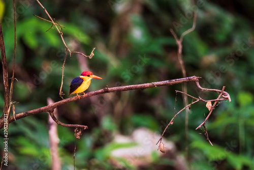 Black-backed Kingfisher on the branch photo