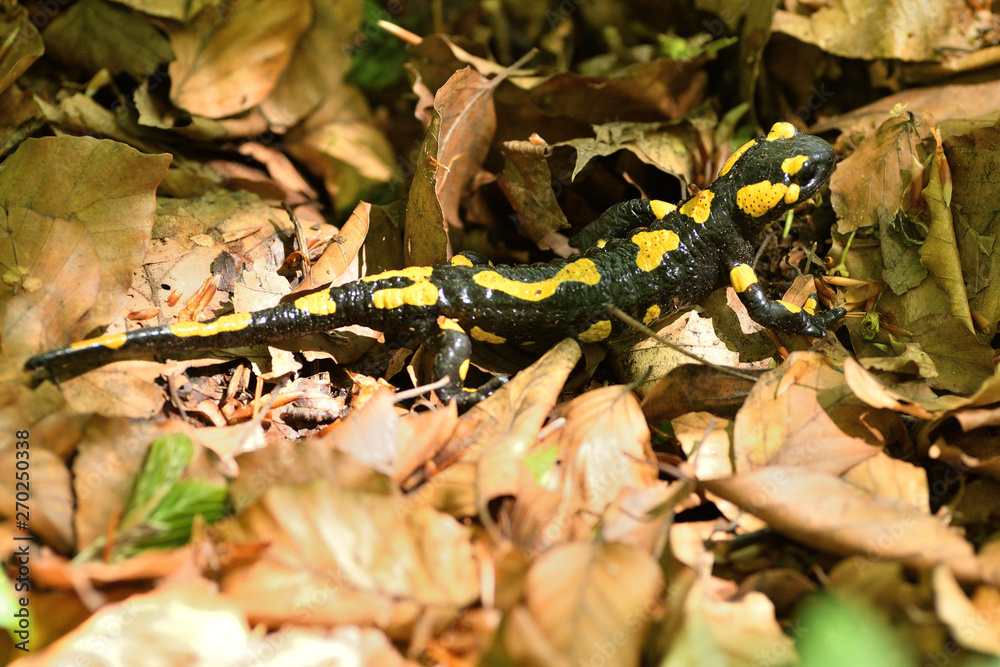 salamandra lizard crawls through the leaves in the forest