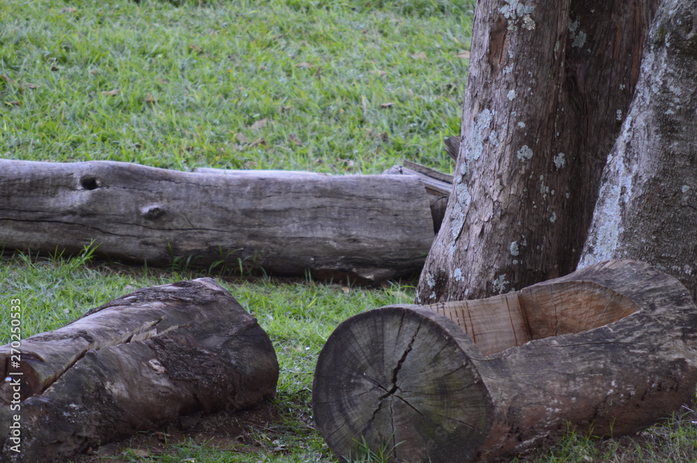 Obraz premium Nature