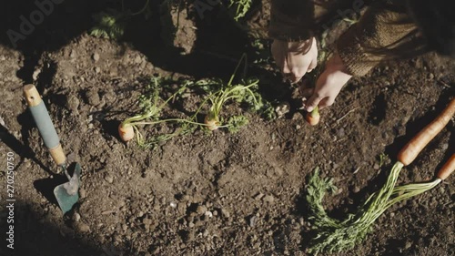 Wallpaper Mural Crop woman harvesting carrot in garden Torontodigital.ca