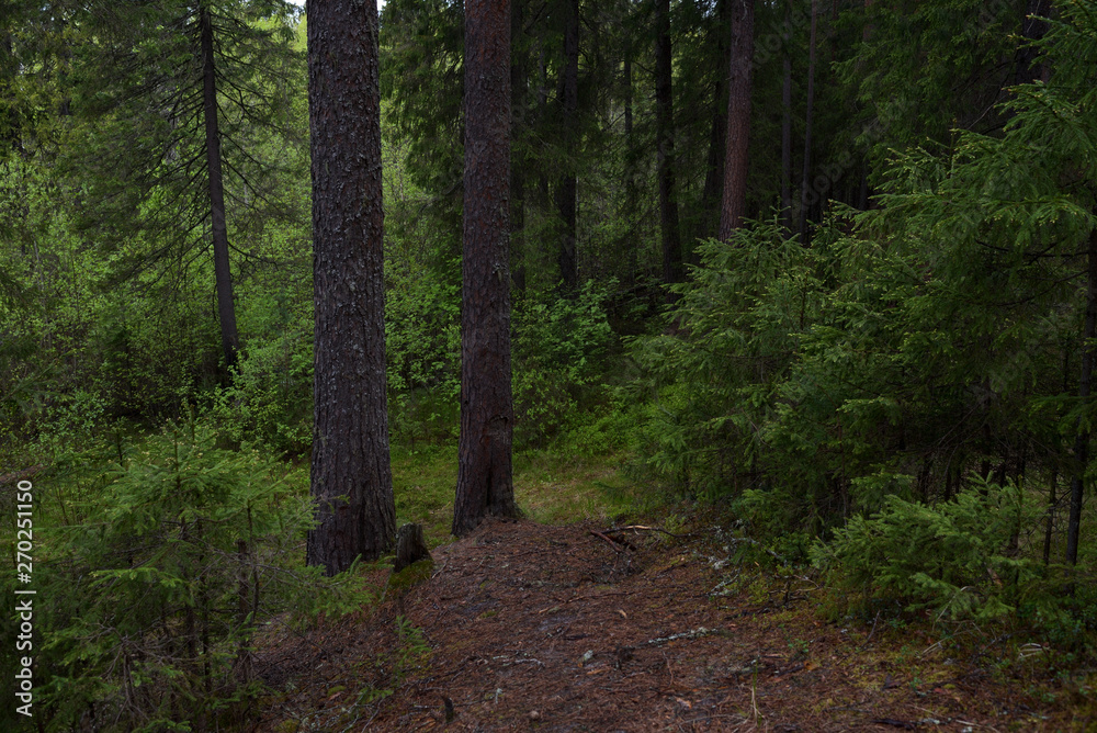 Obraz premium Rainy day in the taiga forest