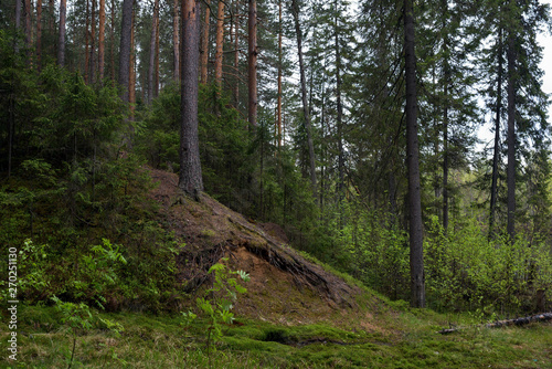 Rainy day in the taiga forest