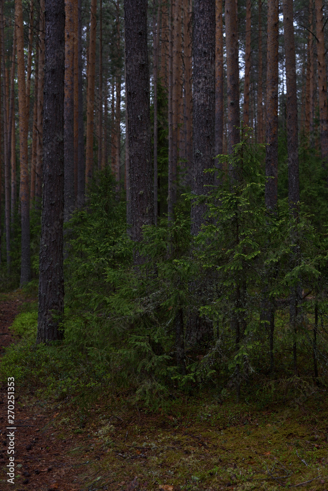 Naklejka premium Rainy day in the taiga forest