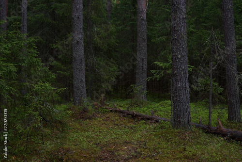 Wallpaper Mural Rainy day in the taiga forest Torontodigital.ca