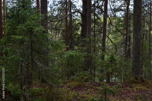 Rainy day in the taiga forest © Grigoriy