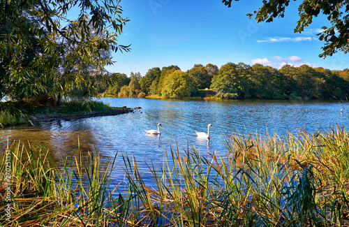 Fototapeta Naklejka Na Ścianę i Meble -  Swans on the small island in Lankower See in Schwerin.